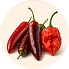 Chillies