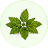 Natural Herbs & Spices